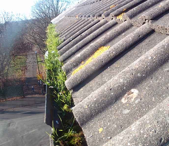 blocked gutter with grass